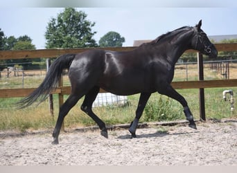 KWPN, Stute, 17 Jahre, 165 cm, Rappe