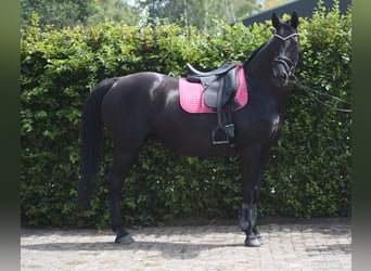 KWPN, Stute, 17 Jahre, 165 cm, Rappe