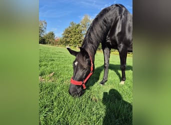 KWPN, Stute, 17 Jahre, 165 cm, Rappe