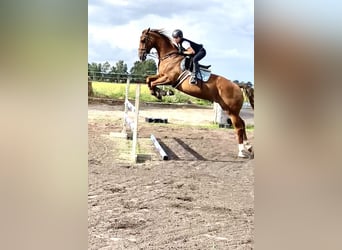 KWPN, Stute, 17 Jahre, 165 cm, Rotbrauner