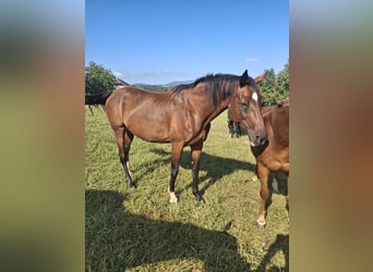KWPN, Stute, 17 Jahre, 167 cm, Brauner