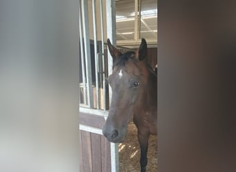 KWPN, Stute, 17 Jahre, 167 cm, Dunkelbrauner