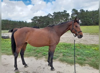 KWPN, Stute, 17 Jahre, 168 cm, Brauner