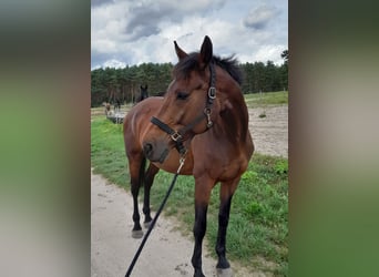 KWPN, Stute, 17 Jahre, 168 cm, Brauner