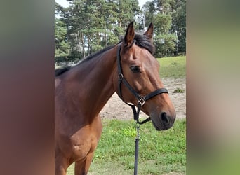 KWPN, Stute, 17 Jahre, 168 cm, Brauner