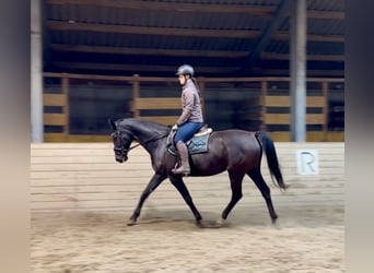 KWPN, Stute, 17 Jahre, 168 cm, Rappe