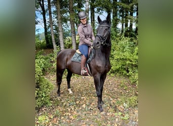 KWPN, Stute, 17 Jahre, 168 cm, Rappe