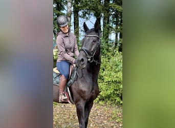 KWPN, Stute, 17 Jahre, 168 cm, Rappe