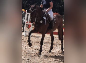 KWPN, Stute, 17 Jahre, 170 cm, Brauner