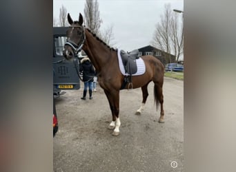 KWPN, Stute, 17 Jahre, 170 cm, Dunkelfuchs