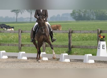 KWPN, Stute, 17 Jahre, 170 cm, Dunkelfuchs