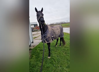 KWPN, Stute, 17 Jahre, 170 cm, Schwarzbrauner