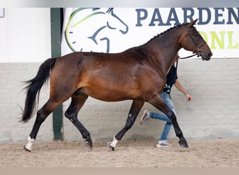 KWPN, Stute, 17 Jahre, Brauner