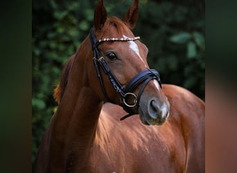 KWPN, Stute, 18 Jahre, 154 cm, Fuchs