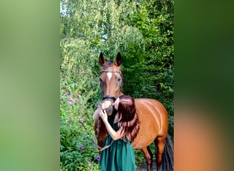KWPN, Stute, 18 Jahre, 160 cm