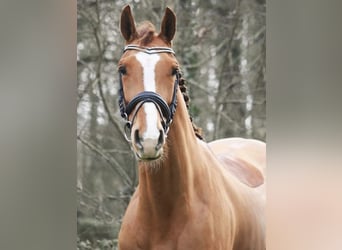 KWPN, Stute, 18 Jahre, 160 cm, Fuchs