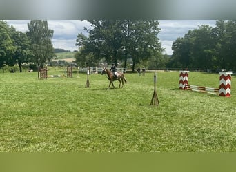 KWPN, Stute, 18 Jahre, 163 cm, Fuchs