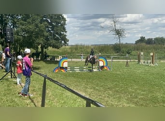 KWPN, Stute, 18 Jahre, 163 cm, Fuchs