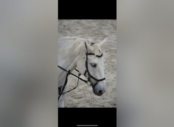 KWPN, Stute, 18 Jahre, 163 cm, Schimmel