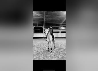KWPN, Stute, 18 Jahre, 163 cm, Schimmel
