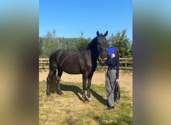 KWPN, Stute, 18 Jahre, 171 cm, Schwarzbrauner