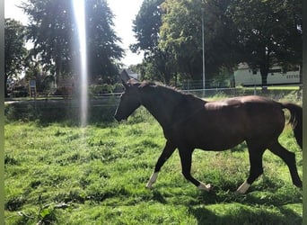 KWPN, Stute, 18 Jahre, Brauner