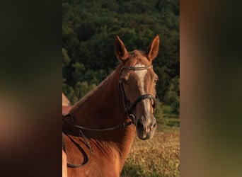 KWPN, Stute, 19 Jahre, 163 cm, Fuchs