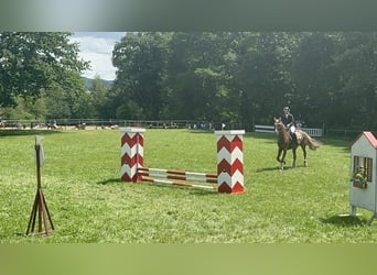 KWPN, Stute, 19 Jahre, 163 cm, Fuchs