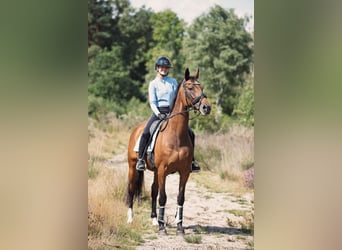 KWPN, Stute, 19 Jahre, 165 cm, Brauner