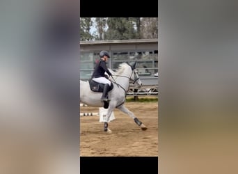 KWPN, Stute, 19 Jahre, 165 cm, White