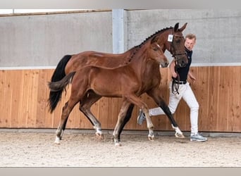 KWPN, Stute, 19 Jahre, 166 cm, Brauner