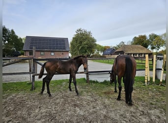 KWPN, Stute, 1 Jahr, 130 cm, Dunkelbrauner