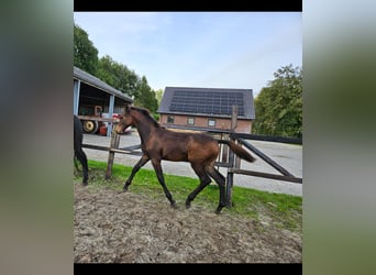 KWPN, Stute, 1 Jahr, 130 cm, Dunkelbrauner