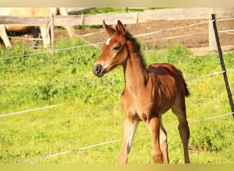 KWPN, Stute, 1 Jahr, 165 cm, Brauner