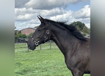 KWPN, Stute, 1 Jahr, 170 cm, Dunkelbrauner