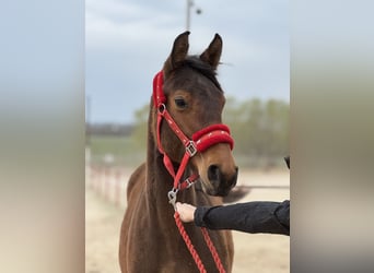 KWPN, Stute, 1 Jahr, 170 cm, Dunkelbrauner