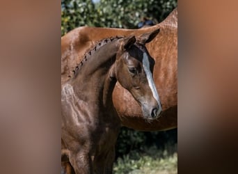 KWPN, Stute, 1 Jahr, 170 cm, Fuchs