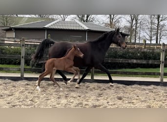 KWPN, Stute, 1 Jahr, Brauner