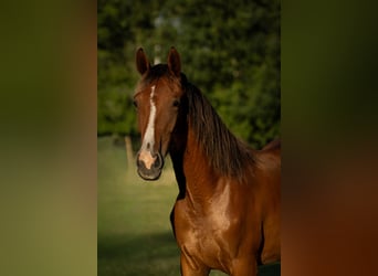 KWPN, Stute, 1 Jahr, Brauner