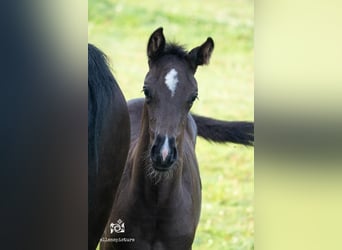 KWPN, Stute, 1 Jahr, Dunkelbrauner