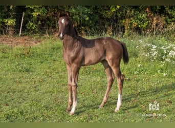 KWPN, Stute, 1 Jahr, Dunkelbrauner