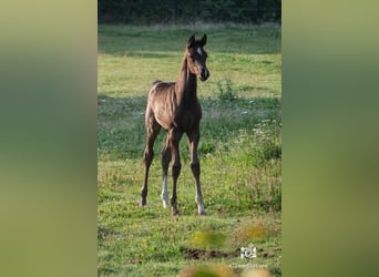 KWPN, Stute, 1 Jahr, Dunkelbrauner