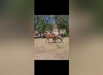 KWPN, Stute, 1 Jahr, Fuchs