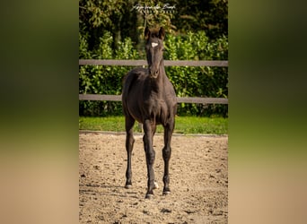 KWPN, Stute, 1 Jahr, Rappe