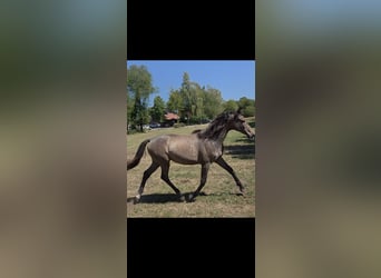 KWPN, Stute, 1 Jahr, Schimmel