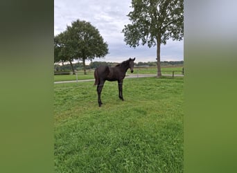 KWPN, Stute, 1 Jahr, Schwarzbrauner