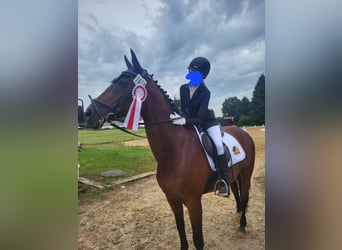 KWPN, Stute, 20 Jahre, 156 cm, Brauner