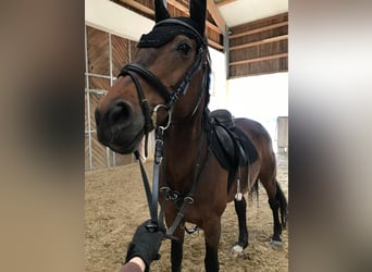 KWPN, Stute, 20 Jahre, 160 cm, Brauner