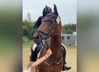 KWPN, Stute, 20 Jahre, 162 cm, Brauner