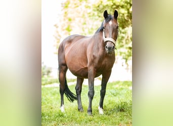 KWPN, Stute, 20 Jahre, 167 cm, Brauner